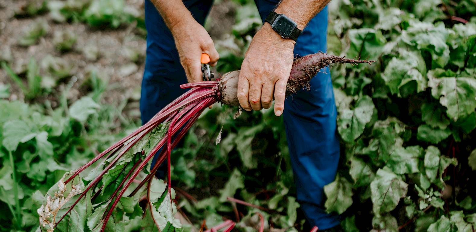 Mann erntet rote Bete in einem Garten.